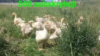 500 subskrybcji🥳🥳. Gęsi🦆