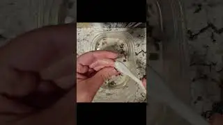 Fossil Cleaning (Part 4/6)