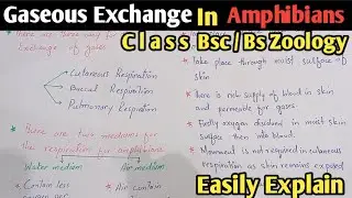 Gaseous Exchange In Amphibians | Class Bsc Zoology