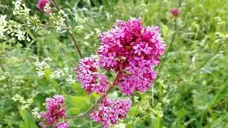 Centranthus ruber (Red-valerian)
