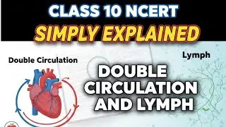 Double Circulation & Lymph Explained in 7 Minutes! | Class 10 Life Processes | NCERT With Diagrams.