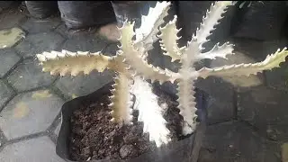 Sharp Thorny Ornamental Plant, YOUFORBIA WHITE GOST