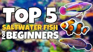 Top 5 Saltwater Fish For Beginners