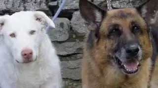 Dog Endurance FISC