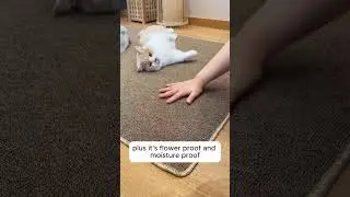 Try this Cat Scratch Carpet today and keep your furniture safe while your cat scratches happily! 😻✨
