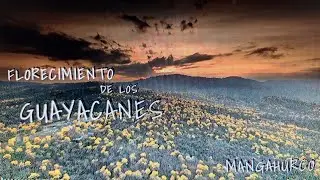 FLORECIMIENTO DE LOS GUAYACANES / MANGAHURCO