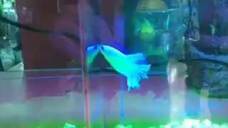 Pez Betta media luna