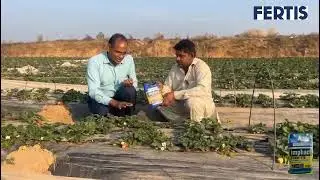 Imphact fertis Nagarjuna Results Strawberry crop | Dr Ranga Dr Pc verma Nethouse khira