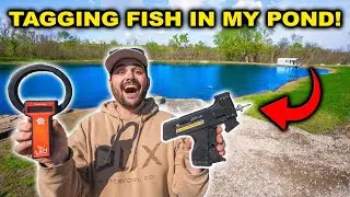 Catching and TAGGING the RARE BASS in the BACKYARD Pond!!!