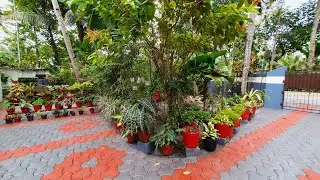 Home Garden Tour @Kayamkulam|Bincyness