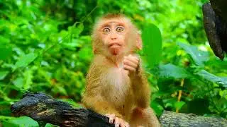 OMG.. Luna Why Like This? Luna Is So R_ude To Lily! See What Happened Next! Hard Life Monkey