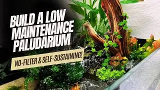 Low Maintenance Paludarium Build | Beginner Guide to a No-Filter, Self-Sustaining Ecosystem