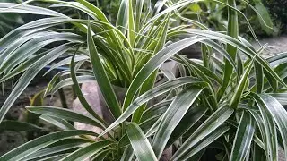 Ribbonplant-Spider-ivy, spider plant#houseplant
