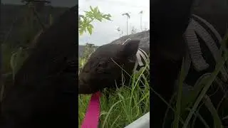 i got a wild pig #hawaiilife #orphan #baby
