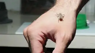 Phidippus regius - She wouldn't take the cricket