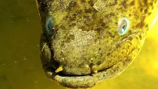 Longfin Eel close up - Anguilla reinhardtii