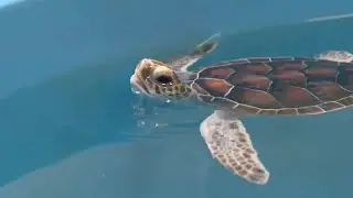 Cold temperatures up risk of 'cold-stunned' turtles: What to do if you find one