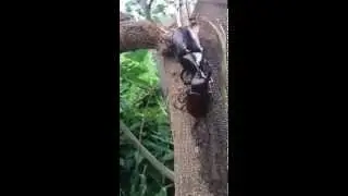 Funny story Dynastinae Beetle カブトムシ
