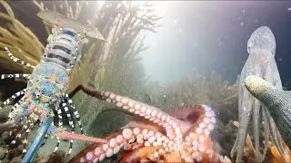 Night Diving Seafood - Catching Lobster, Crab, Flash Shrimp, And Eel95