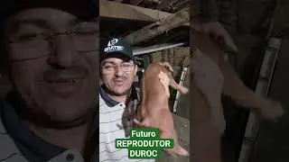 futuro REPRODUTOR DUROC do nosso cliente Fl&aacute;vio Herculano.#suinocultura #cria&ccedil;&atilde;o #porco
