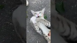 #cat #funnycats #kitten #cute #cutecats #catstory #mamacat