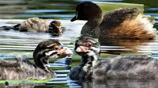 Grebe Bird. Little Grebe and Babies. Australasian Grebe Baby Call