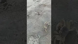 Atlantic Ghost Crab out for a stroll #nature