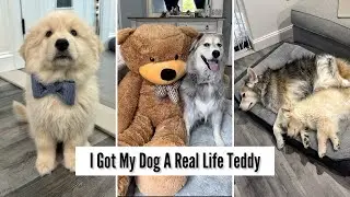 I Got My Dog A Real Life Version Of His Favorite Teddy Bear