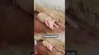 #powder #pigfarming #pigfeed #plz_subscribe_my_channel