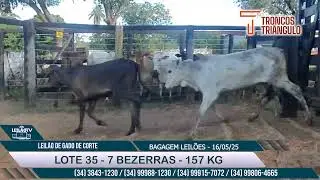 LOTE 35  - 7 BEZERRAS  - 157 KG - LEIL&Atilde;O DE GADO DE CORTE - BAGAGEM LEIL&Otilde;ES - 16/05/2025 🐂