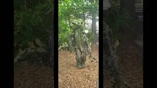 I happened upon a living tree in rock city