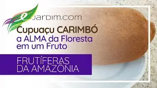Cupuaçu CARIMBÓ: A ALMA da Floresta em um Fruto