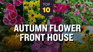 10 Beautiful Autumn Flowering Plants 🌸🌼 For Colorful Front House Garden!🌻🌺