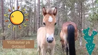 VLOGG- Vi åker till Gotland, går på Kneippbyn & hittar vildhästar