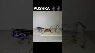 mouse trap kill, pushka #mousetrap #kill #trap