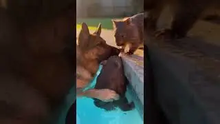 Dog saves a drowning joey！🐶❤️ Heroic rescue caught on camera #dogs #dog #rescue