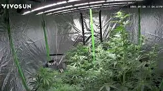 Another fastbuds time lapse, 8x8 VIVOSUN 