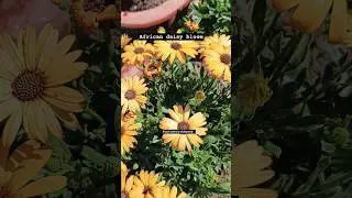 Dimorphotheca Bloom: Stunning Daisy Flowers for Your Garden!