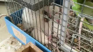 Mindy the Dumbo Rat feeding her litter.  That little chubby baby is in there someplace!