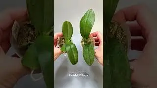 Что такое ЗЕЛЕНОЕ МЫЛО и его ПОЛЬЗА для КОМНАТНЫХ РАСТЕНИЙ,  ЦВЕТОВ и ОРХИДЕЙ