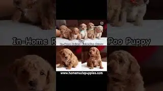 BichonPoo Puppies www.homemadepuppies.com #bichonpoo #bichonpuppy #puppies #puppy