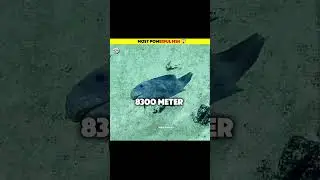 Most powerful Fish in the world 😱#shorts #facts #fish #ytshorts #trending #ytviral #education