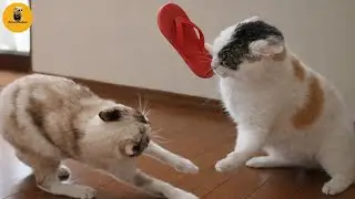 You Can&rsquo;t Stop Laughing At These Pets 🤣 The Funniest Cat & Dog Moments Compilation 😁🐱 🤣