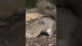 5 fun and fascinating facts about squirrels! 🐿✨