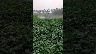Blackgram &curren; LBG - 884 || Spreading pesticides || #blackgram #farming #viral #shorts