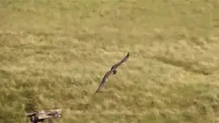 Peak District Lammergeier. Raw shaky-cam, 4k
