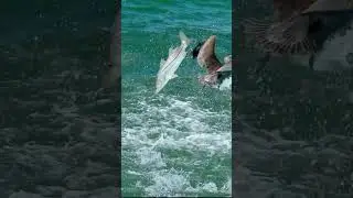 Pelican Eagle Moment #ytshorts #pelicans