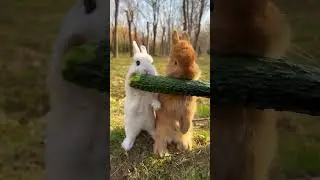 #rabbit #cute #rabbitcute
