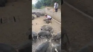 Pig Catching Videos #fyp #viral #shorts #pig #boar #animals #wildboar #wildlife #farmlife