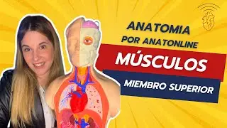 Curso completo de anatomia - Clase 19: Músculos de miembro superior